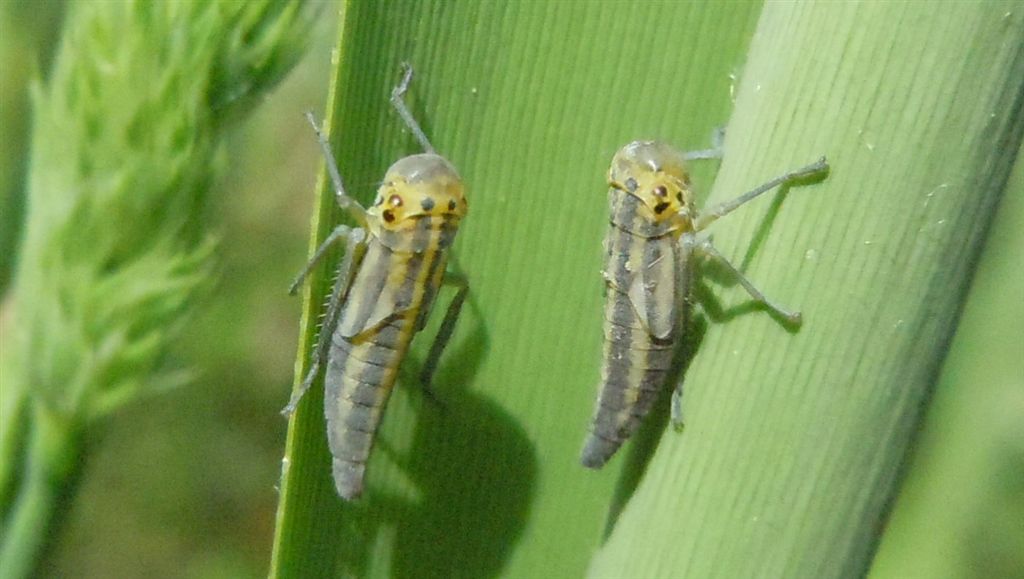 Neanidi di Cicadella viridis